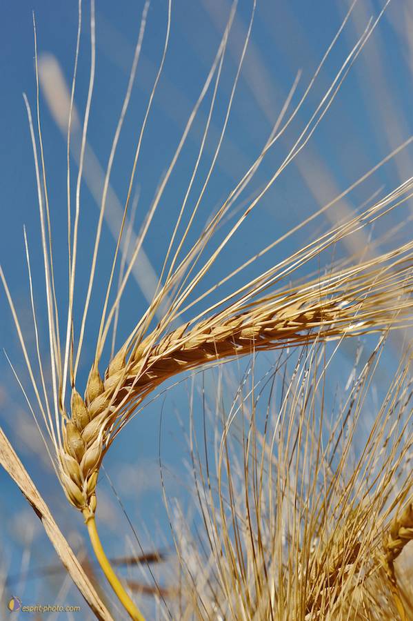 Nom de l'image : D30014334_1_(c)Norbert-JUNG — Description :